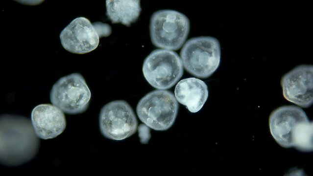 Larvae sea urchin Strongylocentrotus pallidus under microscope, phylum Echinodermata. Prism stage. White sea