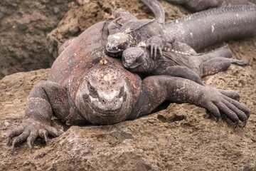 Galapagos Iguana Family