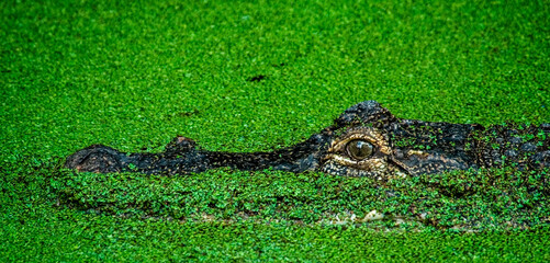 Crocodile swimming in a water covered with a carpet of green algae