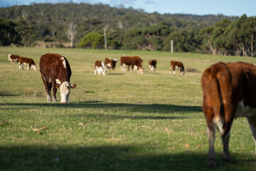 Fototapeta na wymiar Close up of Angus and hereford Cows eating long pasture in Australia.