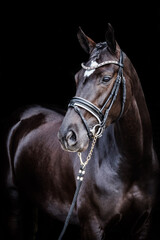 Obraz premium Black horse portrait black background