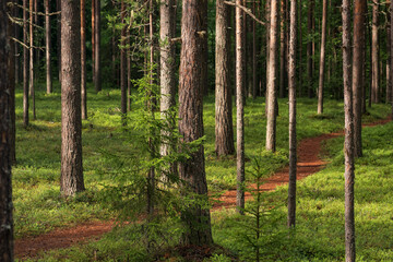 forest landscape, view of a boreal pine forest with a path among the moss