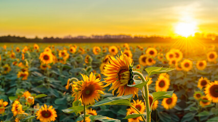 Field of sunflowers at sunset