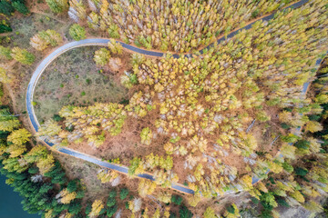 a rounded road among yellow trees, an autumn landscape of a treadmill