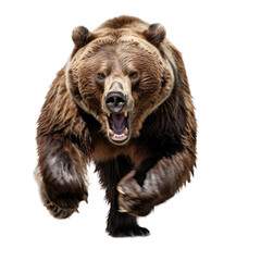 a full-body view of a  Grizzly bear, angry as a transparent PNG Nature-themed, photorealistic illustration. Generative ai