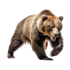 Fototapeta premium a Grizzly bear full body in an aggressive stance, 3/4 view in a Wildlife-themed, photorealistic illustration in a transparent PNG, cutout, and isolated. generative ai