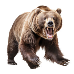 Fototapeta premium a growling grizzly bear, front view in an isolated and transparent PNG in a Wildlife-themed, photorealistic illustration. Generative ai