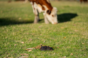 Close up of Angus and hereford Cows eating long pasture in Australia.