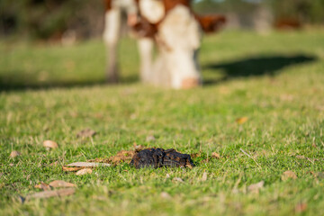 Beef cows and calves grazing on grass.