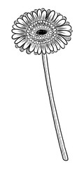 BLACK VECTOR ISOLATED ON A WHITE BACKGROUND DOODLE ILLUSTRATION OF A BLOOMING GERBERA