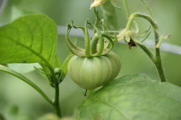 Lovely Green Tomato in an Organic Vegetable Garden