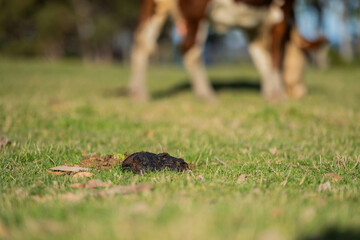 beautiful cow eating grass in a field