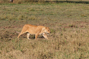 Naklejka na ściany i meble Lioness (Panthera leo) walking in savannah in Serengeti national park, Tanzania