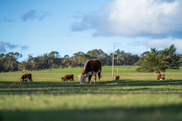 Beef cows and calves grazing on grass.