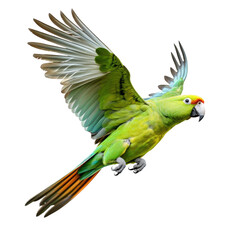 Fototapeta premium a amazon parrot in-flight in a Nature-themed, illustration in a PNG, cutout, and isolated. Generative ai