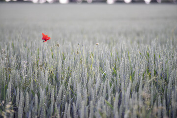 Zielone pole z pięknie kontrastującym czerwonym makiem