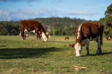 Beef cows and calves grazing on grass.