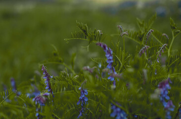 Vicia cracca blue wildflowers, close-up