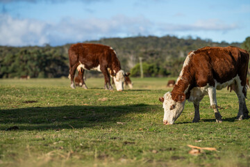 Fototapeta na wymiar Cows grazing at sunset on a farm