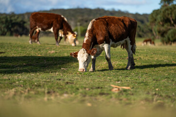 Naklejka na ściany i meble Close up of Angus and hereford Cows eating long pasture in Australia.