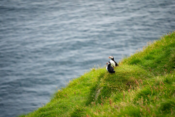 Two puffins standing together on a small grassy hill. On the edge of the cliff where the bird's nest is to wait to fly down to catch fish in the sea.