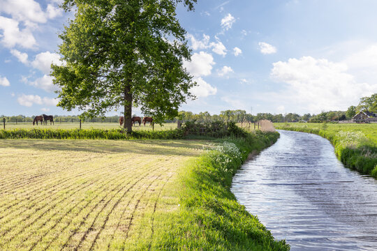 The river - De Barneveldse Beek, flows quietly past meadows and grazing horses.