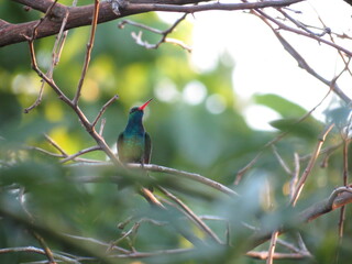 Picaflor en el parque