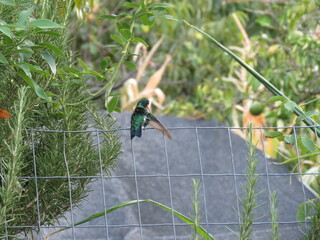 Picaflor pequeño © GABRIELA