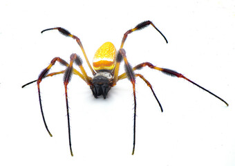 golden silk orb weaver or banana spider - Trichonephila clavipes - large adult female isolated on white background top front view facing camera