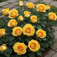 Flower of Yellow Roses Blooming in the garden. Generative AI