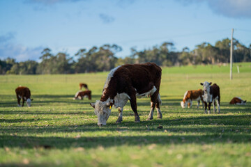 hereford cows in australia in a paddock grazing on grass