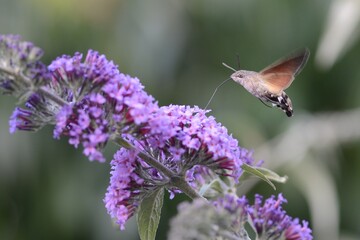 Hummingbird Hawk Moth in Flight Macro Photo Feeding At Purple Buddleia Macroglossum stellatarum Migrant UK British Moth