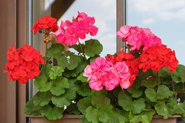Richly blooming geranium flowers on the windows