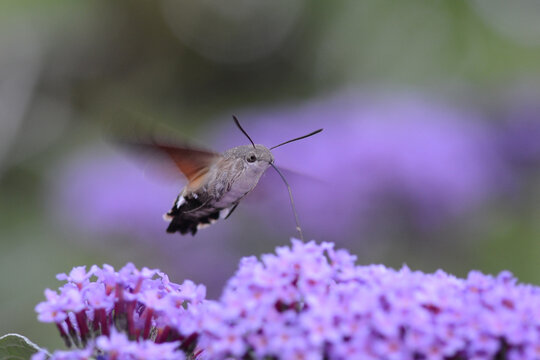 Hummingbird Hawk Moth in Flight Macro Photo Feeding At Purple Buddleia Macroglossum stellatarum Migrant UK British Moth