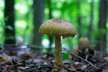 Edible forest mushroom close up shot. Canadian nature. Shot of group edible mushrooms. 