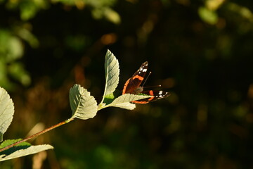beau papillon sur plante au Parc du Pilat,