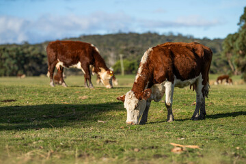 hereford cows in australia in a paddock grazing on grass