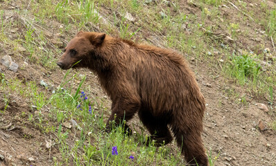 young cinnamon black bear in Yellowstone National Park on a hillside