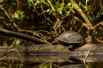 Black River Turtle in Natural Habitat