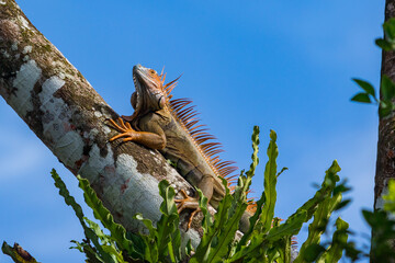 Iguana Crawling in Tree with Low Angle View