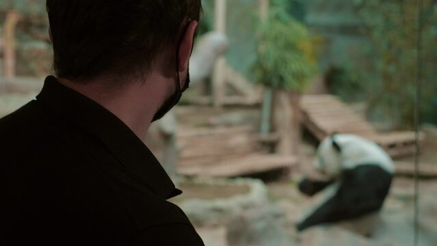 Man in zoo witnessing adorable giant panda in its natural habitat. Ailuropoda melanoleuca enjoying bamboo meal. Concept of wildlife interaction and conservation.