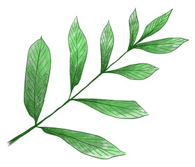 Vibrant and fresh illustration capturing the beauty of lush green leaves. Detailed botanical artwork showcasing the natural elegance and vibrancy of verdant foliage in intricate detail.
