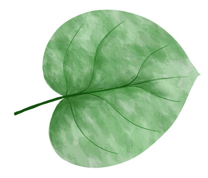 Ecology Concepts, Illustration of Green Leaf of Elephant Ear, Philodendron or Colocasia Plants.
