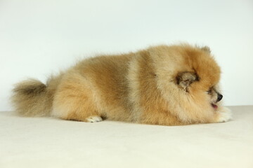 isolation of cute orange pomeranian (pom pom)