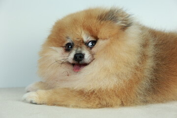 isolation of cute orange pomeranian (pom pom)