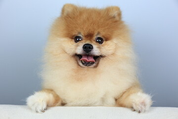 isolation of cute orange pomeranian (pom pom)