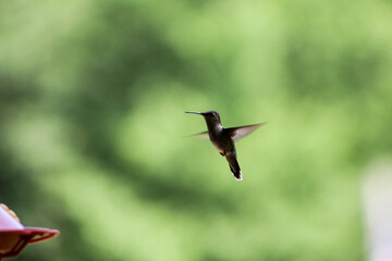 hummingbird in flight