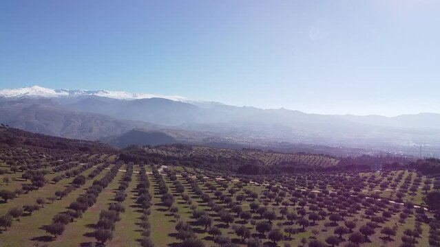 Olivos en Sierra Nevada