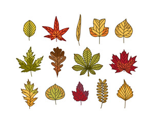 Fall Leaves, Autumn leaf set, Aspen, Oak, Willow, Horse Chestnut, Beech, Birch, Tulip Poplar ,Sweet Gum, Linden, Maple, Honey Locust