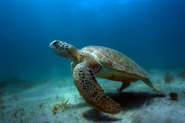 Green sea turtle, Chelonia mydas, Fernando de Noronha, Brazil BRDUW0951